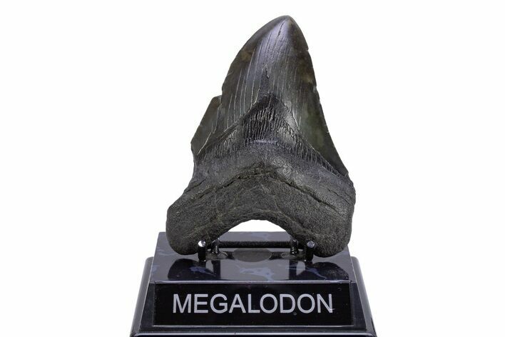 Fossil Megalodon Tooth - South Carolina #306309